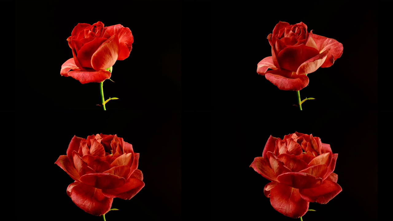 4K玫瑰花开视频素材
