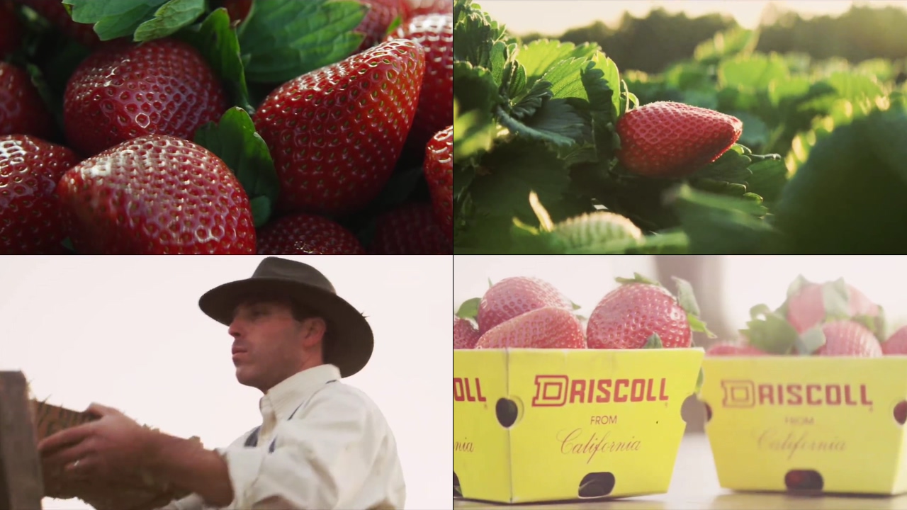 草莓种植园视频素材