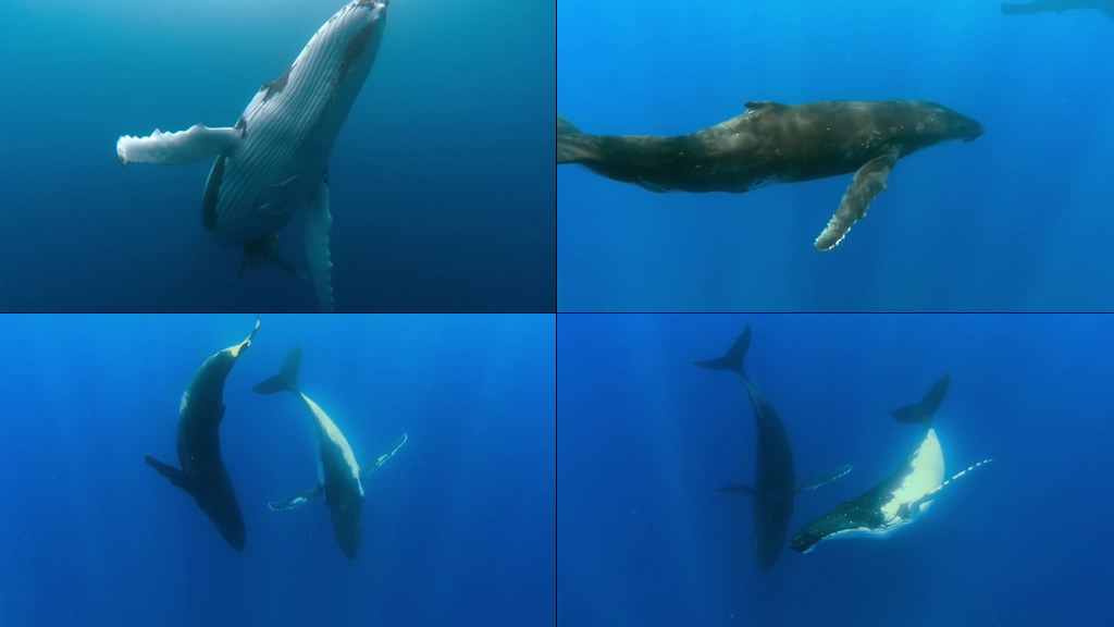 海里的鲸鱼视频素材