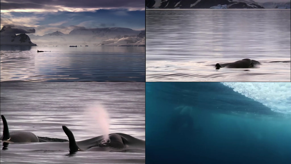 宁静唯美冒出水面的鲸鱼