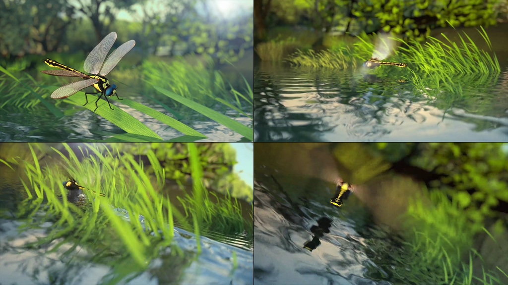 3D蜻蜓点水视频素材