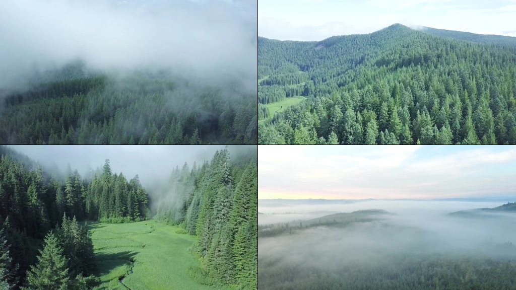 唯美意境的大森林晨雾视频
