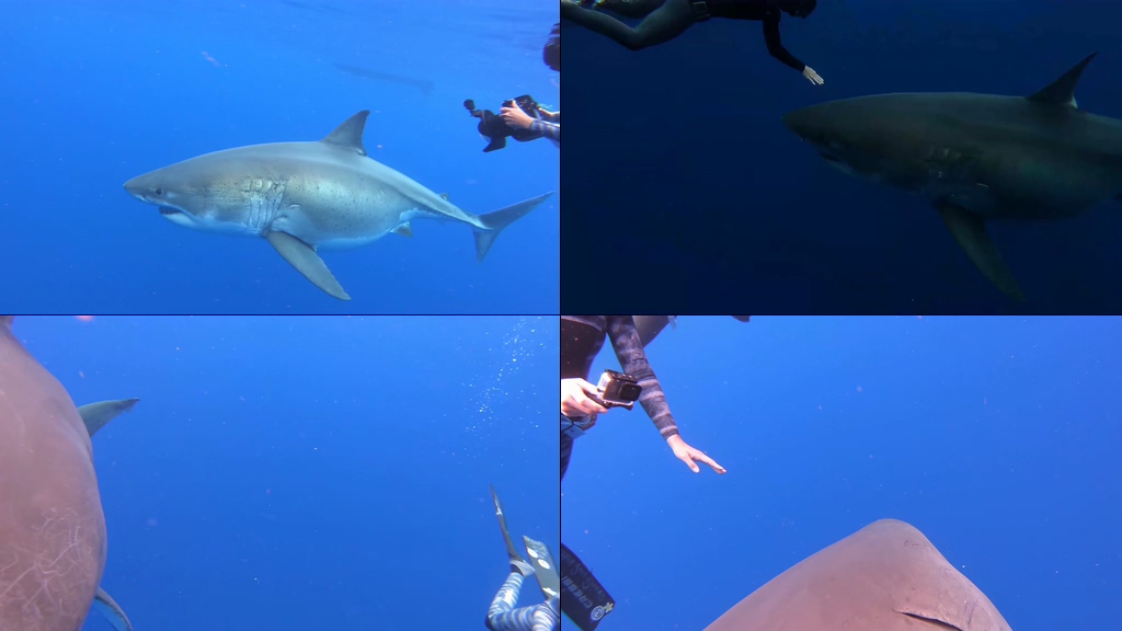 潜水拍摄鲨鱼