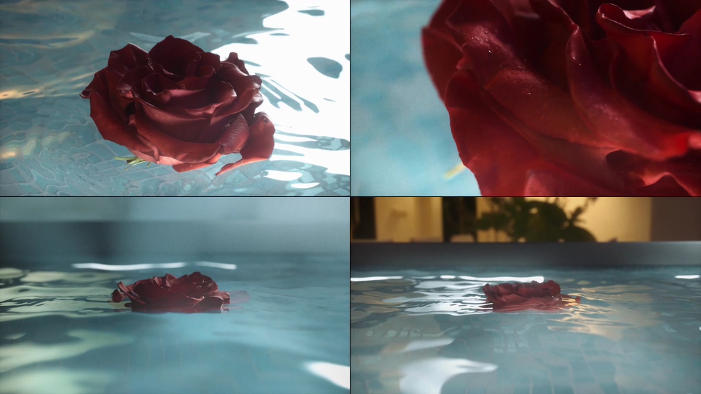 漂浮在水面上的玫瑰花视频素材