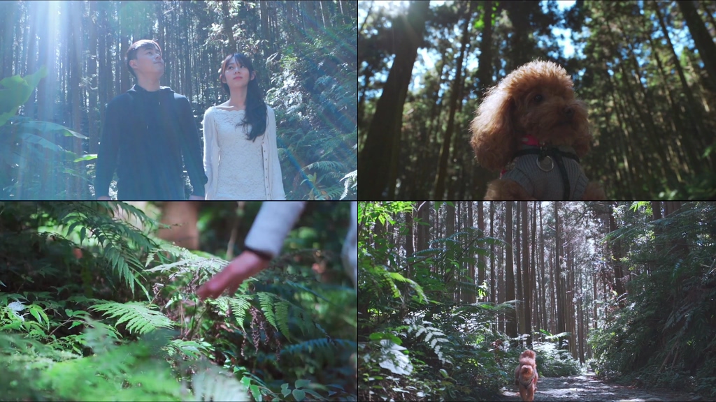漫步在森林里的情侣视频素材