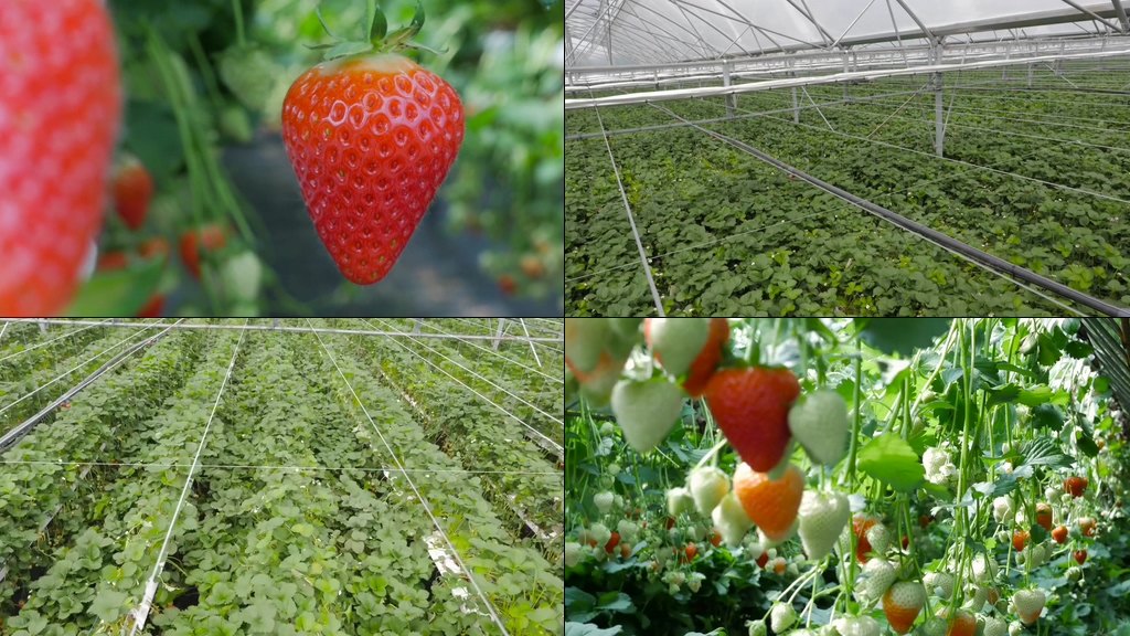 现代农业草莓种植基地