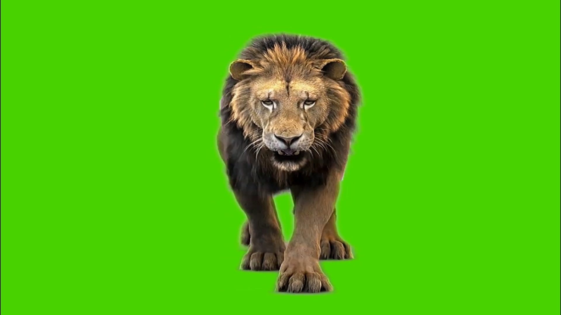 走向镜头的狮子绿幕素材