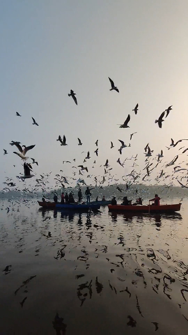 湖面上数百只的飞鸟视频素材