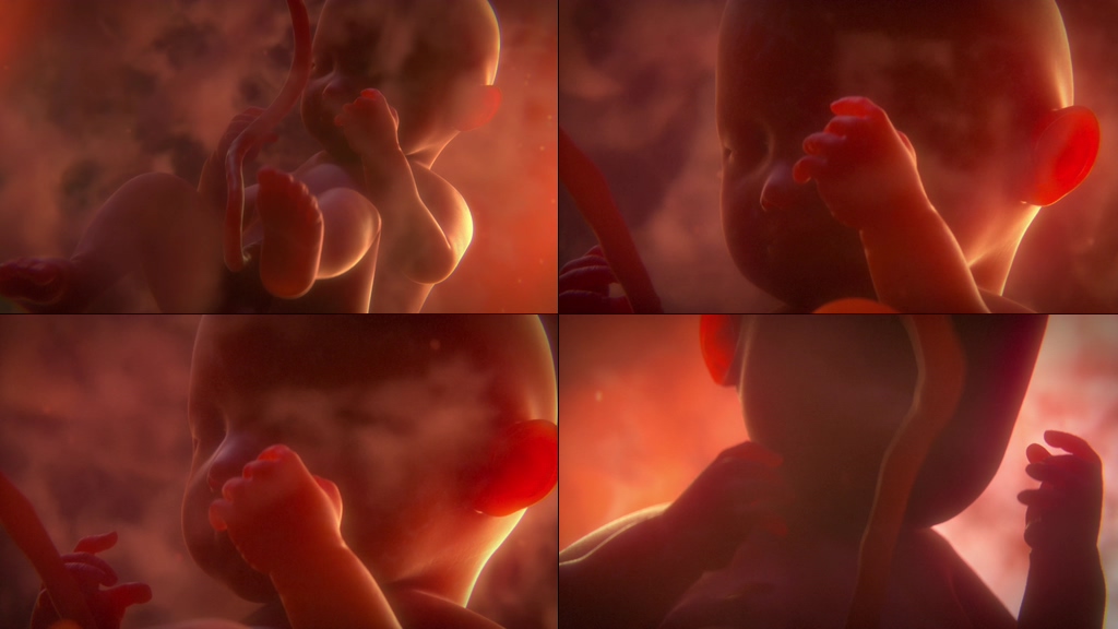 4K肚子里的婴儿cg模拟视频素材