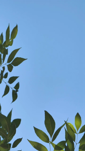 在一片蓝天下的叶子竖屏视频素材