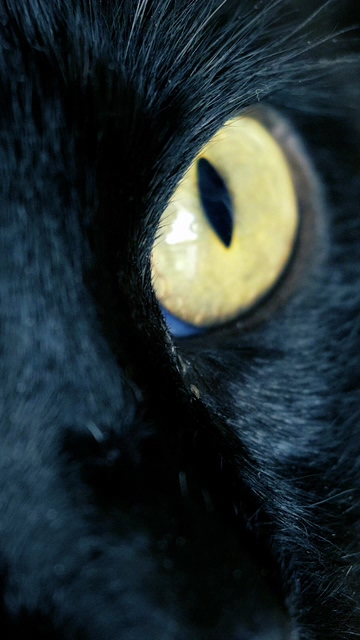 黄眼睛的黑猫视频素材