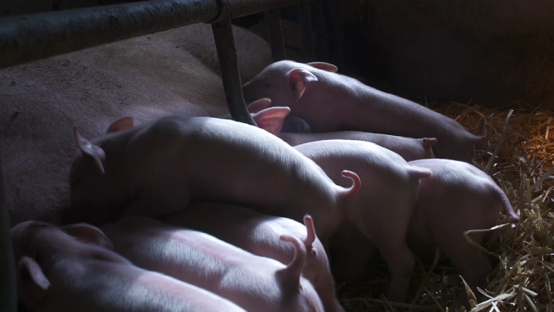 4K夜景一群小猪在吃奶