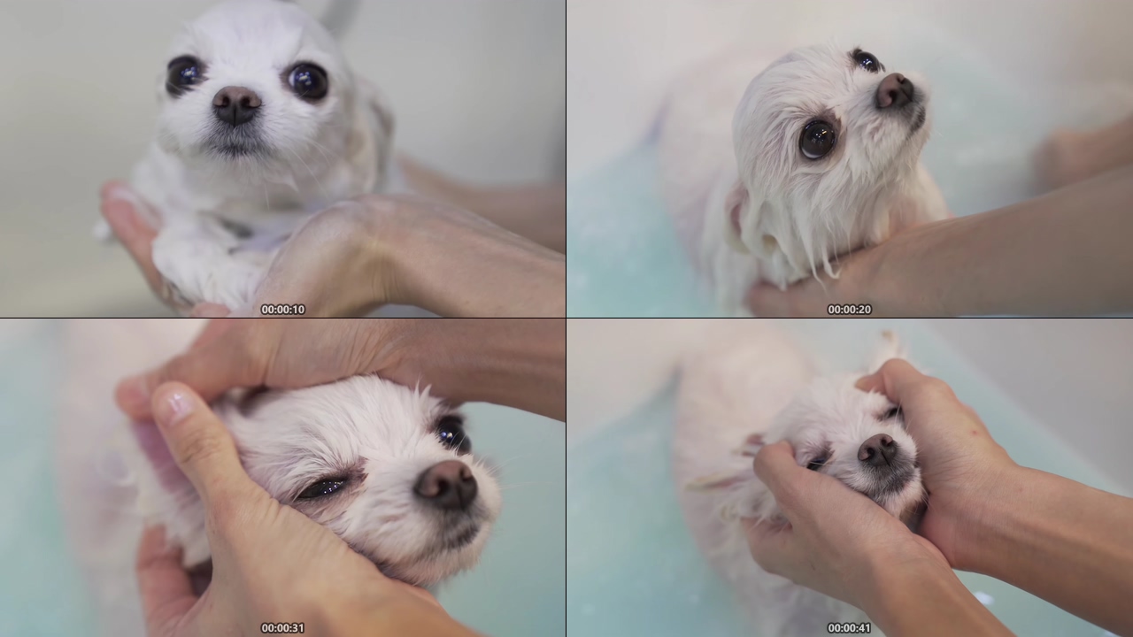 宠物店帮狗狗洗澡视频素材