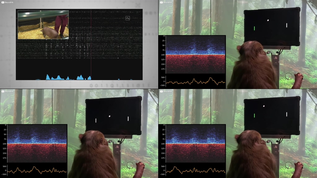 脑机接口动物实验视频素材