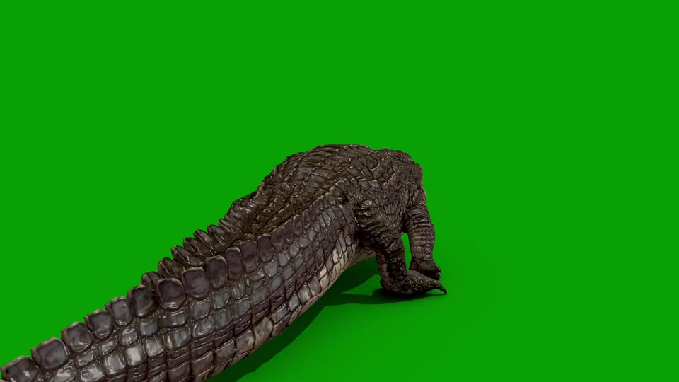 鳄鱼侧面行走绿幕视频素材