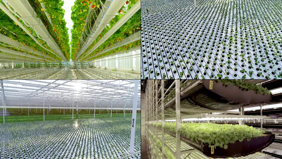 科技种植大蹦西红柿视频素材