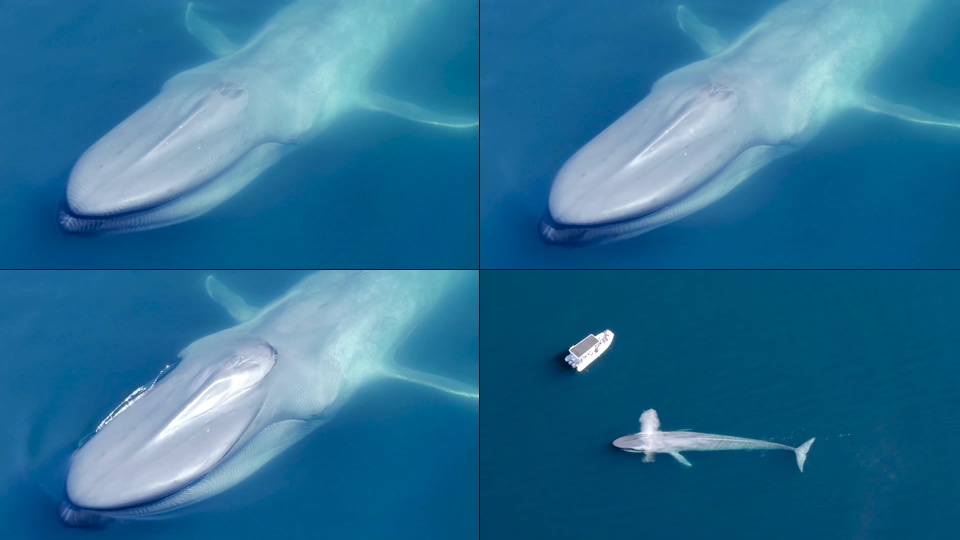 鲸鱼浮出水面喘气视频素材
