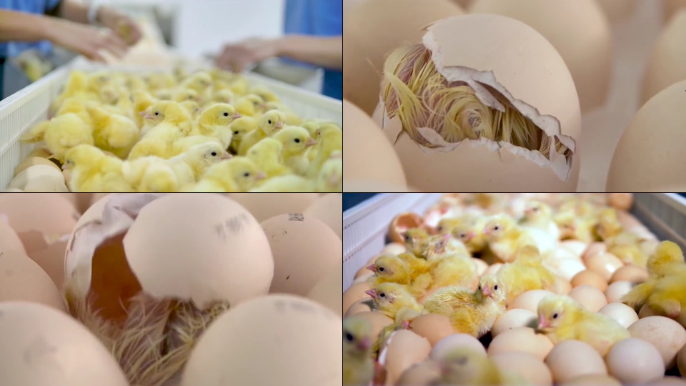 孵化鸡蛋破壳而出的小鸡视频素材