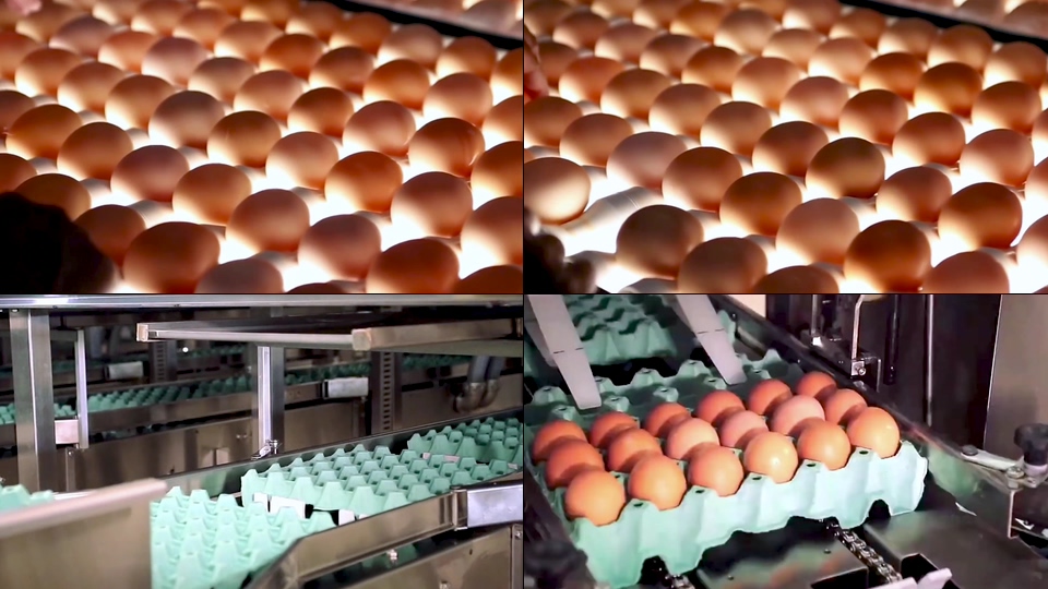 鸡蛋分装生产线视频素材