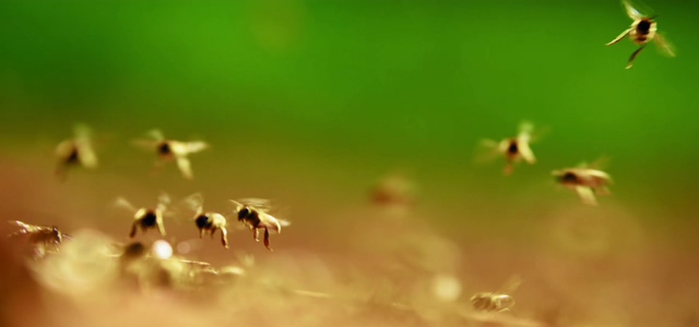 4k飞舞的蜜蜂视频素材