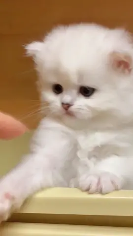 奶凶的白色小猫咪视频素材