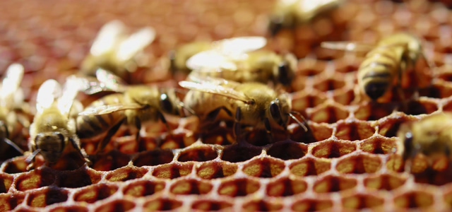蜂巢上的多只蜜蜂视频素材