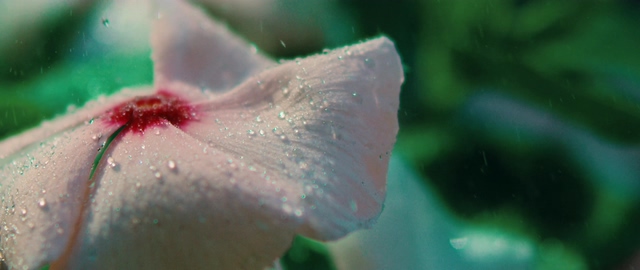 4K花朵上的水珠窄高清视频素材