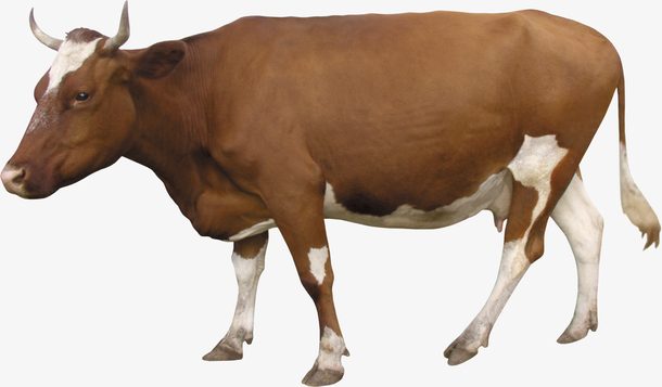 PNG图片可爱的小奶牛1素材下载