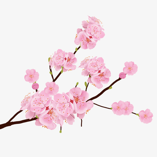 PNG图片唯美粉色樱花树枝素材下载