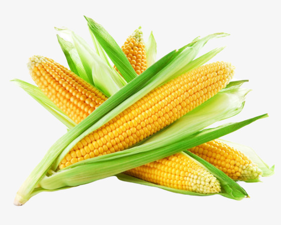 PNG图片一堆新鲜玉米素材下载