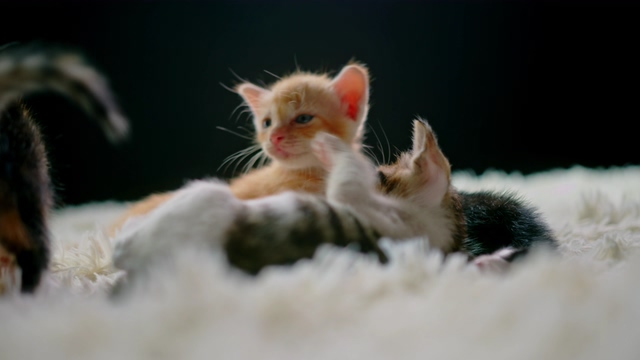 4K白毛毯上的猫咪幼崽视频素材