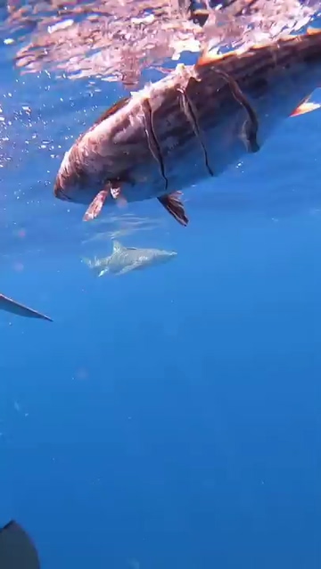 鲨鱼进食近距离特写视频素材