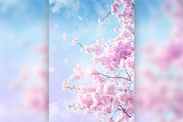 精品粉色樱花浪漫春季海报设计模板psd源文件,编号:82632802