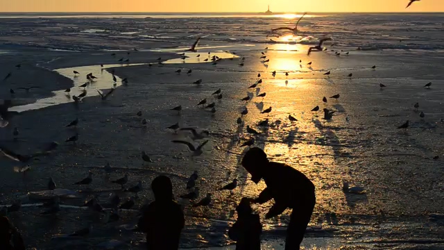 夕阳下沙滩上的小孩和飞舞的鸟免费视频