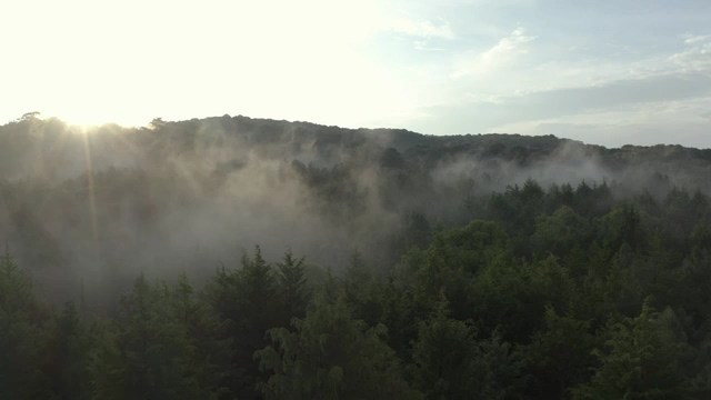 清晨森林里的雾气视频