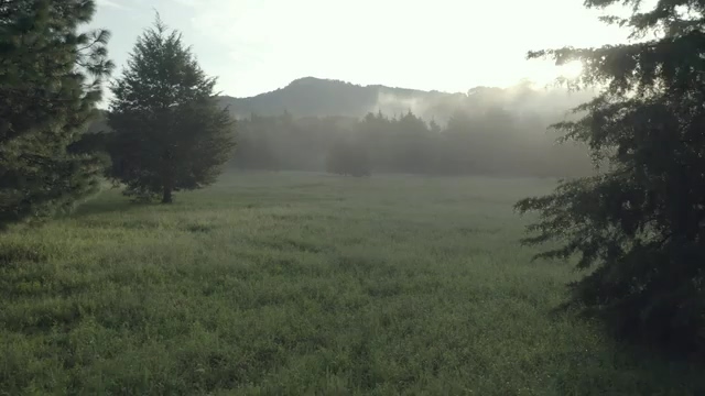 清晨镜头移向一颗大树视频