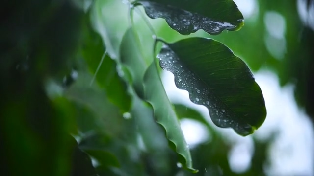 下雨天雨水低落在树叶上视频
