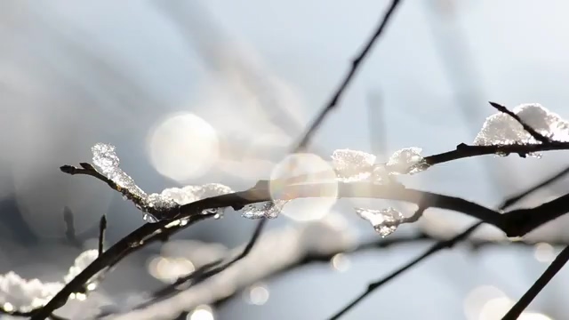 树枝上的积雪视频
