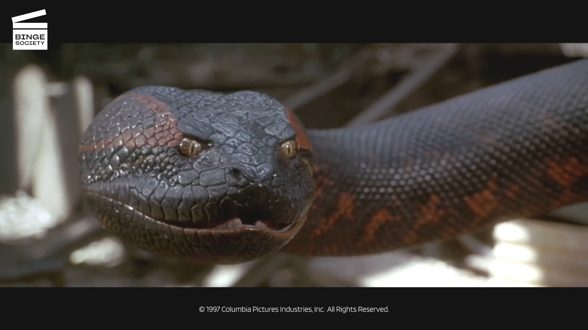 蟒蛇：活饵影视素材剪辑片段高清画质修复版