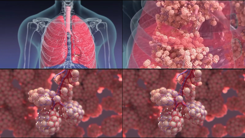 肺泡医学动画视频