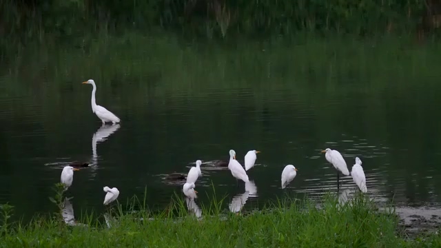 在湿地公园湖里的白鹭视频