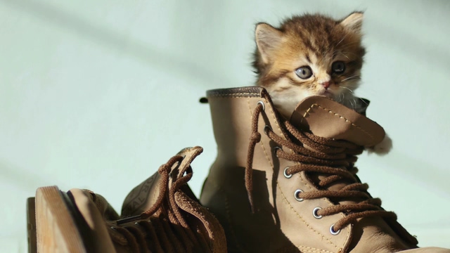 在鞋子里的一只卡其色小猫咪视频