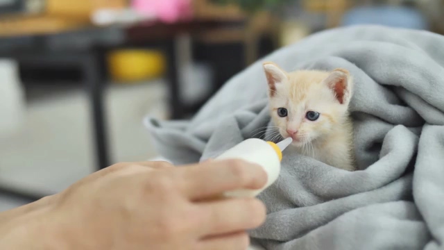 喂小猫咪吃奶视频