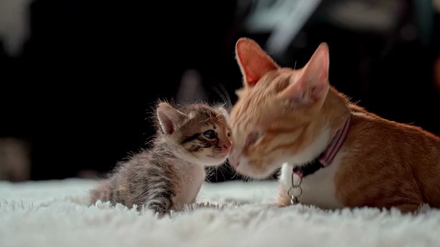 猫妈妈和他的小孩视频