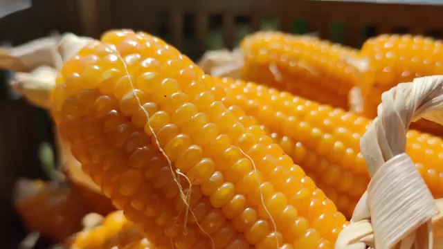 金黄色颗粒饱满的玉米视频