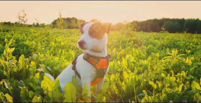农村坐在萝卜地理的一只狗视频