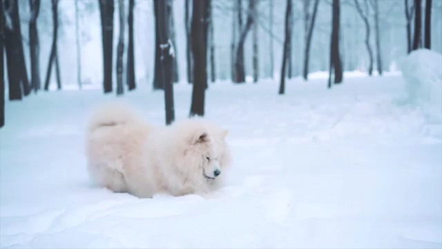 在雪地里自娱自乐的白毛狗视频素材