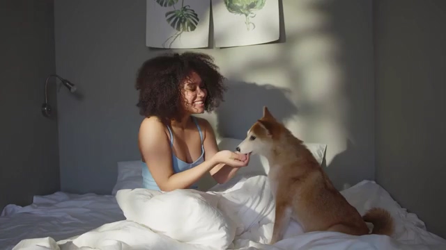 柴犬和他的女主人在床上玩耍视频素材