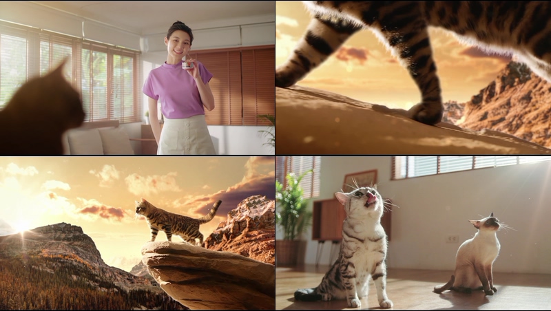 吃完猫粮变声霸道老虎的视频素材