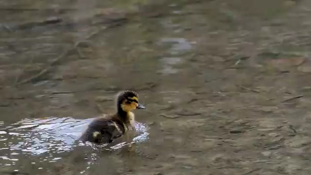 在水面上游泳的鸭子视频免费